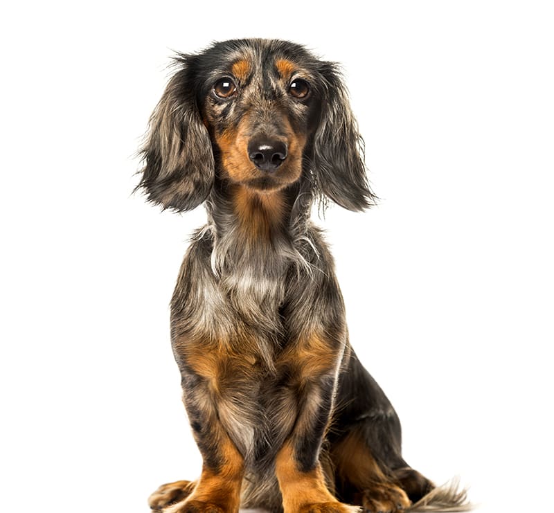 Small Dogs, Smithfield Road Veterinary Hospital